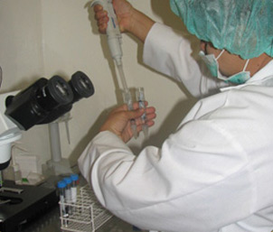 Microinyección de espermatozoides bajo el microscopio